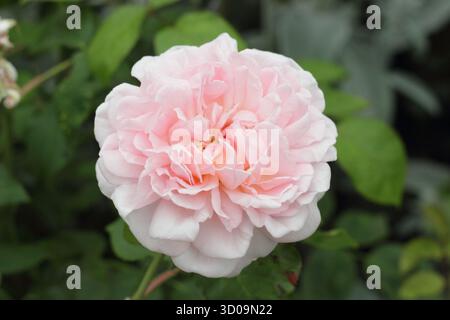 Rosa Eglantyne (Ausmak), rosa inglese allevata da David Austin con classico profumo di rosa vecchio. Chiamato anche Rosa 'Eglantyne Jebb' Foto Stock