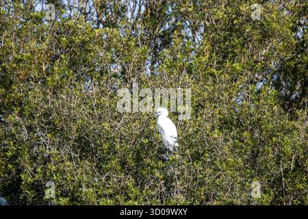 Egret del bestiame occidentale (Bubulcus ibis) arroccato su un albero Foto Stock