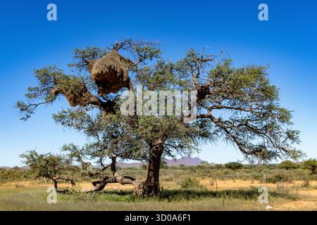 Namibia, deserto del Namib, nido di tessitori socievoli (Philetairus socius) Foto Stock