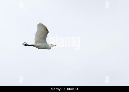 WESTERN Cattle Egret (Bubulcus ibis) Norfolk ottobre 2024 Foto Stock