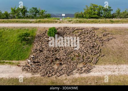 Francia, Vaucluse, Chateauneuf du Pape, il gregge di pecore Merino d'Arles (e alcune capre) guidato dalla pastorella Natacha Fasujevic in pascolo ecologico sulle rive del Rodano (vista aerea) Foto Stock