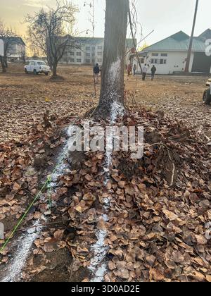 Rilevamento con gesso in polvere durante l'autunno in Kashmir Foto Stock