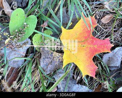 Foglie d'acero luminose sul pavimento della foresta, colori rosso, giallo, verde e marrone Foto Stock