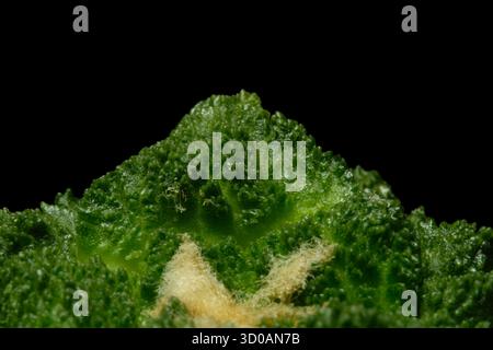 Dettaglio primo piano foglia di tubercoli di Ariocarpus fissuratus cv. Supergodzilla o pianta di cactus del corallo verde. Isolato su sfondo nero. foto immagine Foto Stock