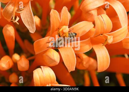 Pirostegia venusta impollinante delle api - flamevina Foto Stock