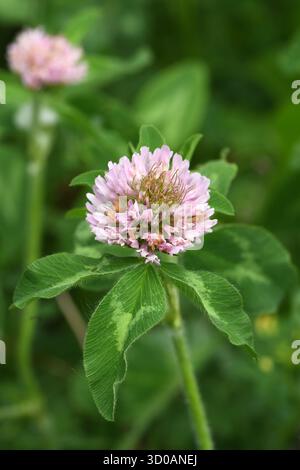 Trifoglio rosso - Trifolium pratense Foto Stock