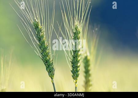 Grano verde nel campo - primo piano Foto Stock