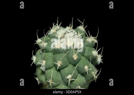 Primo piano della pianta del cactus Turbinicarpus lophophoroides. Isolato su sfondo nero. foto immagine Foto Stock