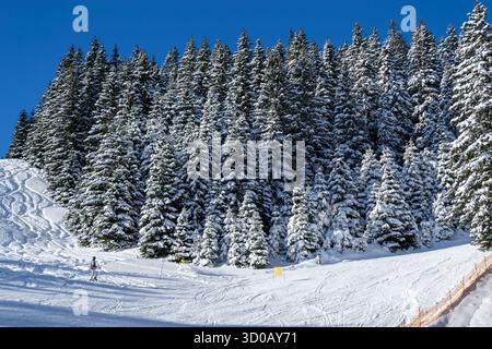 Foresta di pini innevati sul pendio di montagna sotto il cielo azzurro. Paesaggio invernale con piste da sci e luce solare Foto Stock