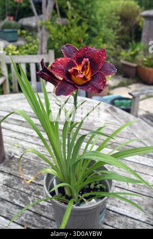 Ballerina voodoo Lily (Hemerocallis) Foto Stock