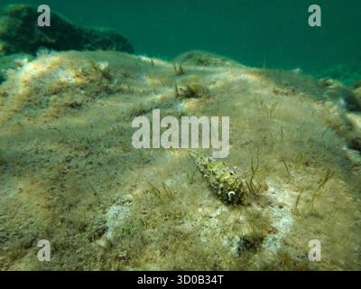 Piccola lumaca marina su fondali rocciosi in acque turchesi poco profonde Foto Stock