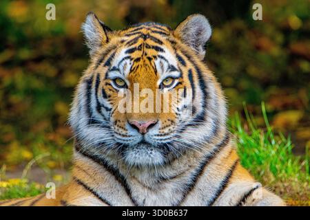Tigre siberiana (Panthera tigris altaica) femmina in primo piano, che mostra i dettagli della testa e del viso in luce naturale. Foto Stock