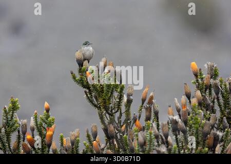Chimborazo Hillstar femminile (Oreotrochilus chimborazo) arroccata su chuquiragua nel Páramo durante la pioggia leggera, Chimborazo, Ecuador Foto Stock