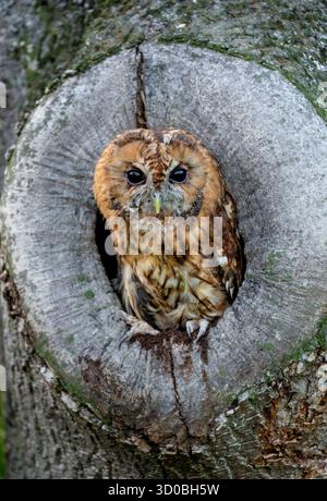 Gufo di Tawny (Strix aluco) che riposa all'interno di una cavità dell'albero, perfettamente mimetizzato contro la corteccia Foto Stock