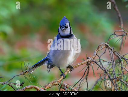 Primo piano di un grazioso Blue Jay arroccato sul ramo di un albero di pino scozzese. Foto Stock