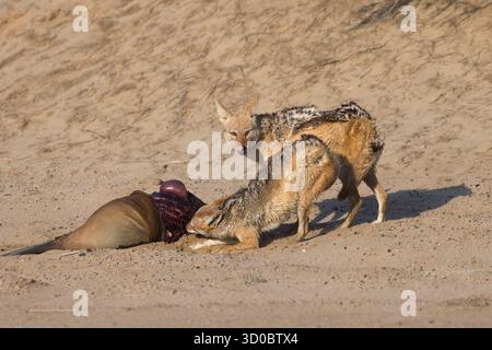 Un paio di Black-backed Jackals che mangiano una foca di pelliccia morta a Walvis Bay in Namibia Foto Stock