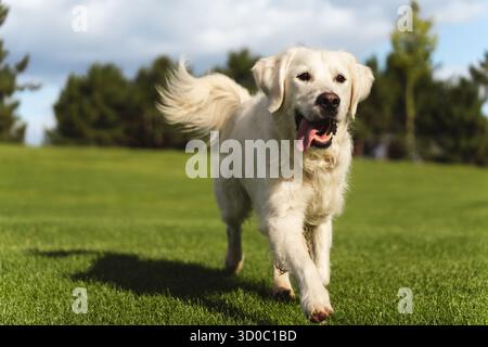 Il cane bianco Golden Retriever che corre felicemente attraverso un campo verde verso la telecamera in una giornata di sole Foto Stock