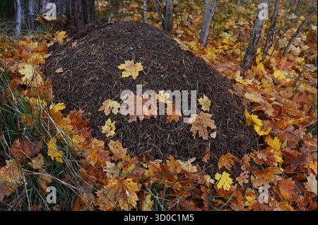 Una fotografia dettagliata di un grande antero in una foresta, parzialmente ricoperto di foglie d'acero giallo caduto e marrone. L'immagine cattura l'essenza di un Foto Stock