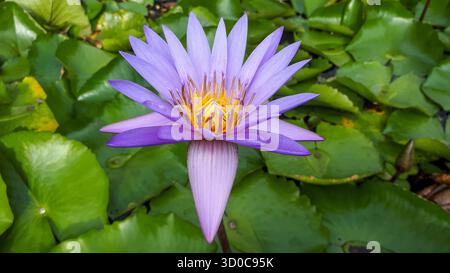 Primo piano di un giglio d'acqua blu in fiore (Nymphaea capensis) con petali delicati e colori vivaci, che mettono in risalto la bellezza naturale di questa a tropicale Foto Stock
