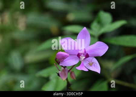 Vista di un fiore di orchidea viola (Spathoglottis) con un ragno di lince seduto sulla cima di un petalo e in attesa di un insetto impollinatore Foto Stock