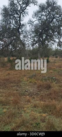 Percorso naturalistico circondato da alberi verdi vicino al pozzo di Jacob Foto Stock