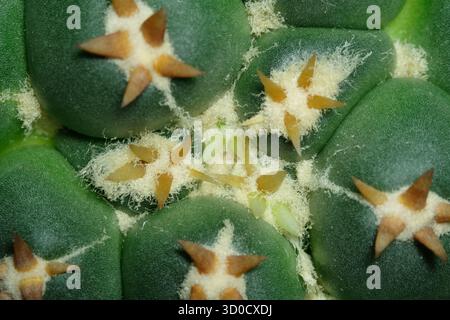Primo piano foto dettagliata di Coryphantha elephantidens cv. Punto di crescita Titano. Isolato su sfondo nero. foto immagine Foto Stock