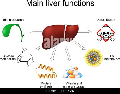 Funzioni epatiche principali. Metabolismo. Illustrazione vettoriale Illustrazione Vettoriale