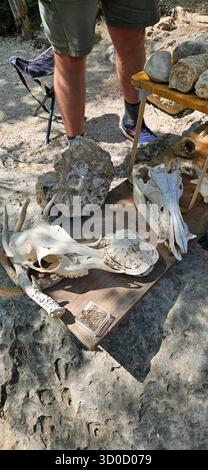 Presentazione della fauna selvatica e geologia di Ranger al Texas Hill Country Park Foto Stock