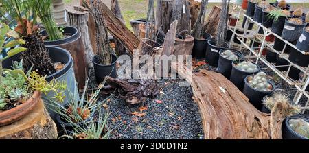 Affascinante piccolo negozio di piante con piante di cactus e cactus pot, Wimberley, Texas Foto Stock