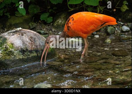 Scarlet Ibis (Eudocimus ruber) Foto Stock