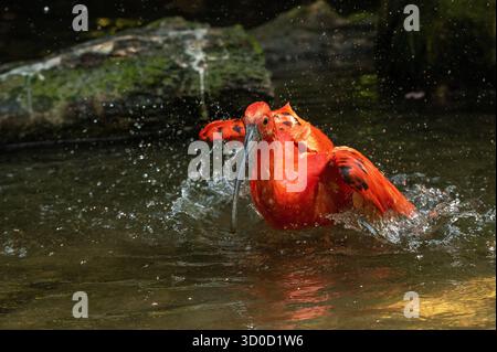 Scarlet Ibis (Eudocimus ruber) bagno in estate Foto Stock
