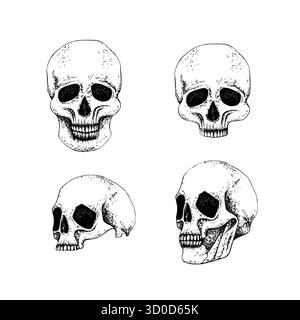 Impostare il cranio umano a faccia piena e profilo, intero e mezza parte. Grafica con linee vettoriali senza sfondo. Per il design gotico, la composizione di Halloween, Day Illustrazione Vettoriale