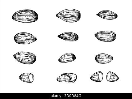 Set di illustrazioni isolate vettoriali monocromatiche con nocciole pelate secche. Disegno di incisione di chicchi di mandorle. Ingrediente alimentare biologico sano clip art Illustrazione Vettoriale
