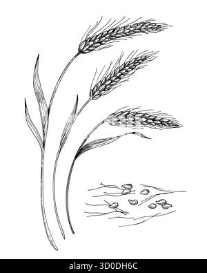 Orecchie di grano. Illustrazione realizzata a mano in stile inchiostro vettoriale. Per il design dell'imballaggio, le schede, la copertina, le stampe, le etichette dei prodotti e il tessuto. Illustrazione Vettoriale