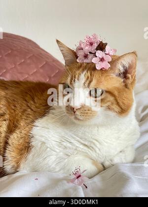 Gatto rosso e bianco in primavera con fiori sulla testa. Foto Stock