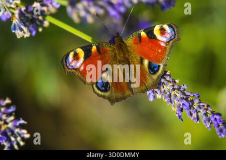 Farfalla di pavone in fiore di lavanda, Baviera, Germania Foto Stock