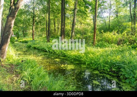 Canale o Spreewaldfließ nella Spreewald vicino a Lübbenau / Spreewald, Brandeburgo, Germania Foto Stock