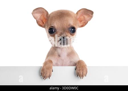 Adorabile cucciolo di Chihuahua in posa su sfondo bianco con Curious Expression Foto Stock