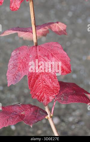 Foglia autunnale di rosa rosa grisone. Viburnum opulus "Roseum" Foto Stock