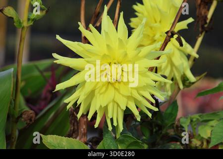 Singolo, primo piano, spietato, drammatico e vistoso grande fiore giallo dahlia. Dahlia "Trooper Dan" Foto Stock