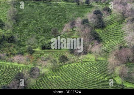 Vista della piantagione di tè verde di Sapa effettuata la mattina presto. Famoso punto panoramico a Sapa, in Vietnam Foto Stock