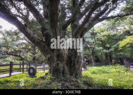 Famosa Foresta di Bjarim con vari alberi di noce moscata in Jeju Island, Corea del Sud Foto Stock