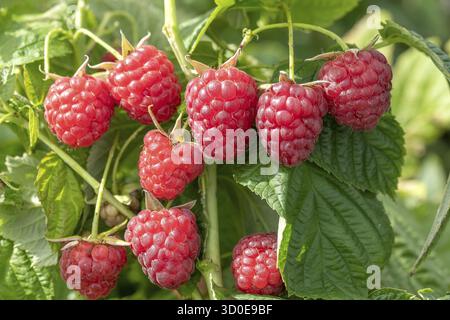Lampone (Rubus idaeus 'Little Sweet Sister'), Cambridge Botanical Garden, Germania Foto Stock