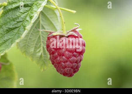 Lampone (Rubus idaeus 'Little Sweet Sister'), Cambridge Botanical Garden, Germania Foto Stock