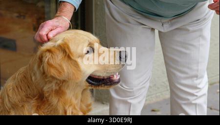 Piegare una donna anziana accarezzando delicatamente la testa del Golden retriever su un portico in pietra vicino alla porta scorrevole in vetro Foto Stock