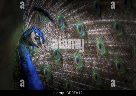 Maschio Peacock anche conosciuto come il peafonlo comune, il peacock maschio è colorato brillantemente, con una cresta prevalentemente blu fan-like di filo spatula-punta Foto Stock