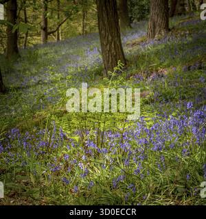 Bluebells (Hyacinthoides non-scripta) Hardcastle Crags è una valle boscosa del Pennine nel West Yorkshire, Inghilterra, Regno Unito Foto Stock
