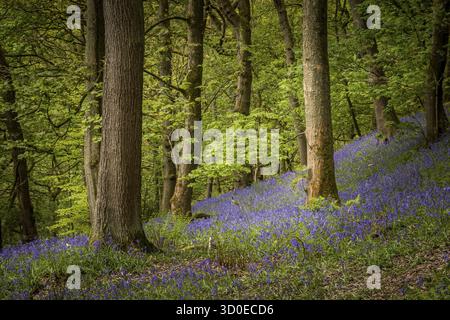 Bluebells (Hyacinthoides non-scripta) Hardcastle Crags è una valle boscosa del Pennine nel West Yorkshire, Inghilterra, Regno Unito Foto Stock