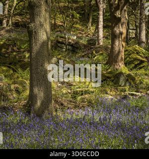 Bluebells (Hyacinthoides non-scripta) Hardcastle Crags è una valle boscosa del Pennine nel West Yorkshire, Inghilterra, Regno Unito Foto Stock