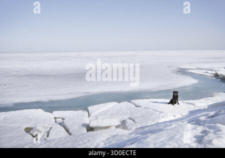 Il Labrador nero dog sitter nel paesaggio invernale Foto Stock